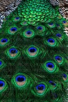 Kaz_Creations Deco Peacock Backgrounds Background - besplatni png