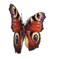 Vlinder - GIF animado grátis