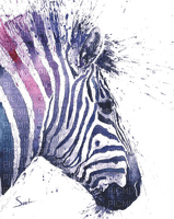 Zebra - png grátis