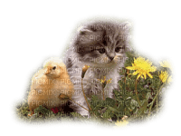 cecily-chat poussin - gratis png