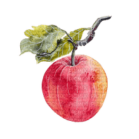 red apple Bb2 - zdarma png