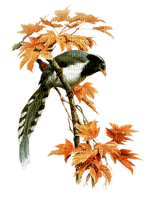 automne  plante  volaille  branche_autumn the plant bird branch - PNG gratuit