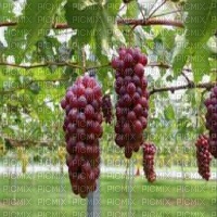 grapes bp - δωρεάν png