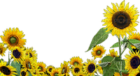 słoneczniki/ dekor - Free PNG