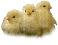 pollo - PNG gratuit