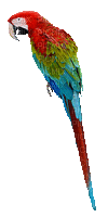 parrot bird - Darmowy animowany GIF