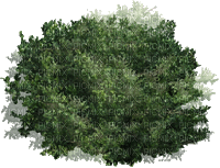 Baum - GIF animado grátis
