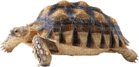 aze tortue - Free PNG