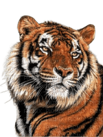 Тигр - kostenlos png