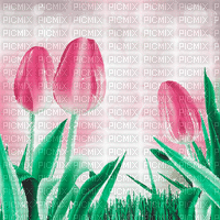 green pink tulpen milla1959 - GIF animado gratis