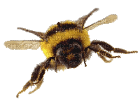 abeille - Gratis animeret GIF