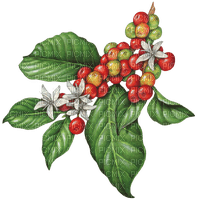 coffee berries Bb2 - nemokama png