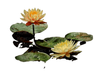 flower,lotus - png gratis