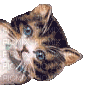chat coquin - Darmowy animowany GIF