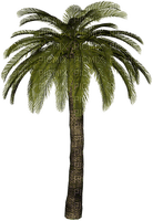 palm by nataliplus - gratis png