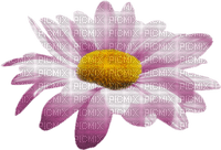 Kwiat róż - PNG gratuit