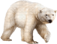 Polar.Bear.White - δωρεάν png