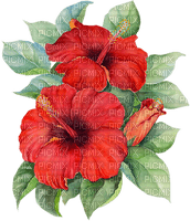 flores - zadarmo png