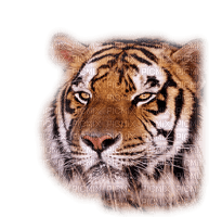 tiger bp - Free PNG