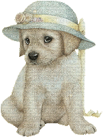 chien chapeau dog hat