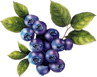 Obst, Blaubeeren - nemokama png