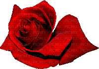 Roses - GIF animasi gratis