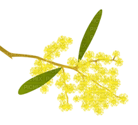 Flowers yellow bp - zadarmo png
