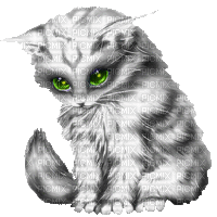 macska-szépség - GIF animé gratuit