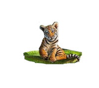 Tigre - nemokama png