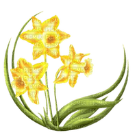 Daffodil - Jonquille- Spring flower - Free PNG