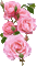 roses avec effet - GIF animé gratuit
