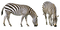 zebra bp - zadarmo png animovaný GIF