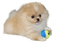 Pomeranian - GIF animado grátis