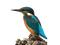 Oiseau - бесплатно png анимированный гифка