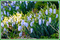 Background Snowdrop - Gratis geanimeerde GIF geanimeerde GIF