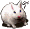 bunny - Gratis animeret GIF animeret GIF