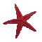 sea star, starfish (created with gimp) - GIF animado gratis GIF animado