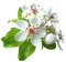 fleurs ...de poirier - PNG gratuit GIF animé