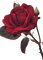 vintage rose - ilmainen png animoitu GIF
