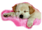 dog bp - PNG gratuit GIF animé