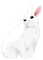 soave easter deco animals bunny spring  white pink - PNG gratuit GIF animé