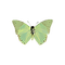 green moth - PNG gratuit GIF animé