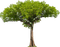 Baum - ilmainen png animoitu GIF
