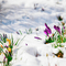 Y.A.M._Spring background - Free PNG Animated GIF