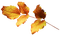 Ветка с  листьями - png gratis GIF animasi