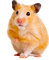 Y.A.M._Animals hamster - nemokama png animuotas GIF