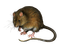 Kaz_Creations Rat-Mouse - darmowe png animowany gif
