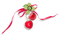 Cherry Red Green - Bogusia - PNG gratuit GIF animé