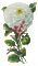 rosa branca - Darmowy animowany GIF animowany gif