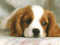 chien triste - gratis png animeret GIF